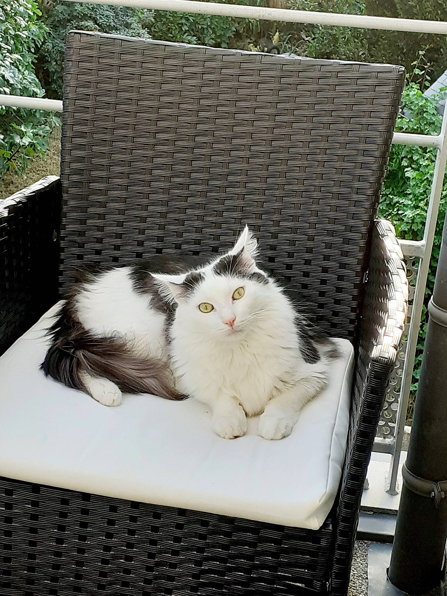 Naruto participe au concours pour gagner de l'argent avec cette photo : british_semi_longhair, carnivore, cat, domestic_long_haired_cat, domestic_short_haired_cat, felidae, fur, home, kitten, norwegian_forest_cat, polydactyl_cat, ragamuffin, small_to_medium_sized_cats, turkish_van, whiskers, wicker