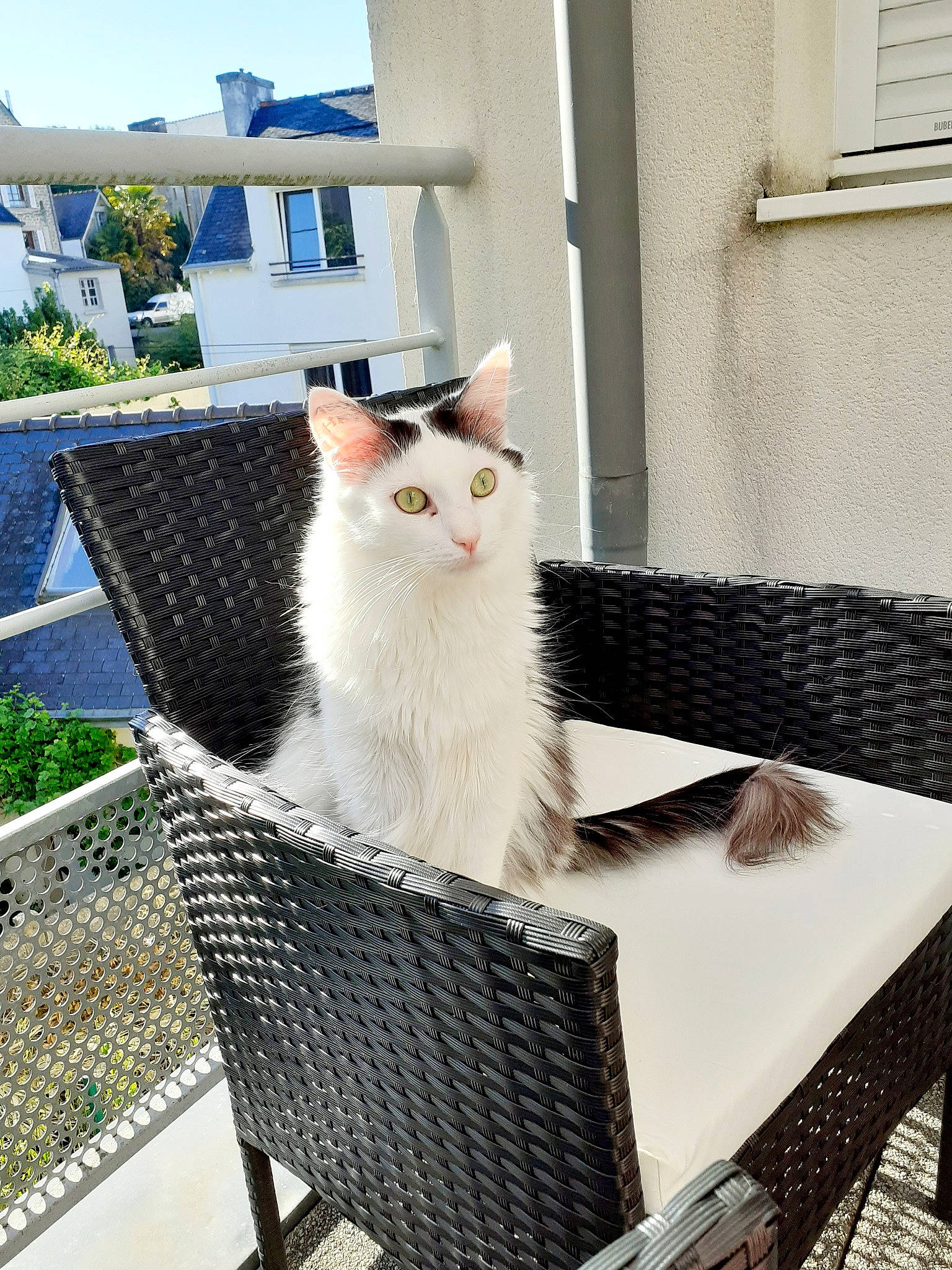 Naruto participe au concours pour gagner de l'argent avec cette photo : aegean_cat, black_and_white, carnivore, cat, felidae, fur, home, kitten, norwegian_forest_cat, small_to_medium_sized_cats, table, turkish_angora, turkish_van, whiskers, white, window