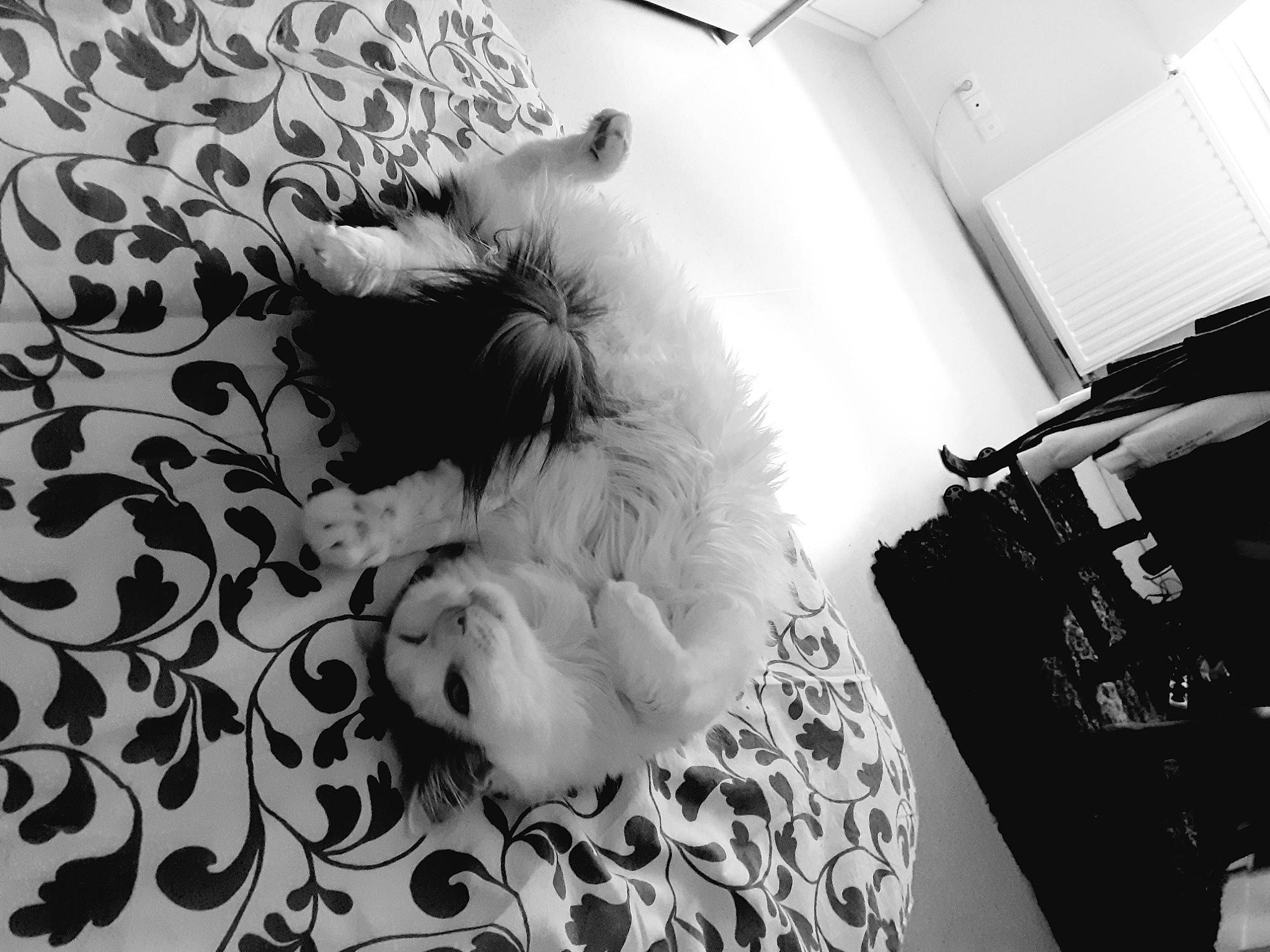 Naruto a rejoint le concours — aidez-le/la à gagner de superbes lots ! black, black_and_white, canidae, carnivore, cat, felidae, fur, monochrome, monochrome_photography, non_sporting_group, photography, room, style, whiskers, white