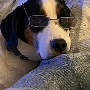 Jake joined the competition — help win amazing prizes! beagle_like, bedding, blanket, blanket_texture, close_up, collar, couch, cozy, dog, ear, funny, glasses, indoor, muzzle, nose, pet, portrait, resting, sleepy, spectacles