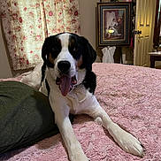 Jake is registered to the contest to win money with this photo: dog, bed, pink_bedspread, indoor, curtains, floral_pattern, painting, artwork, door, furniture, tongue_out, lying_down, black_and_white, brown_spots, relaxed, cozy, home, room, pet, animal
