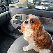 Roby participe au concours pour gagner de l'argent avec cette photo : brown_and_white, canine, car_interior, car_seat, cavalier_king_charles_spaniel, companion, curious, dog, domestic_animal, door_panel, fluffy, long_ears, outdoor, parking_lot, pet, seat_fabric, side_mirror, sitting, vehicle, window