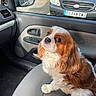 brown_and_white, canine, car_interior, car_seat, cavalier_king_charles_spaniel, companion, curious, dog, domestic_animal, door_panel, fluffy, long_ears, outdoor, parking_lot, pet, seat_fabric, side_mirror, sitting, vehicle, window