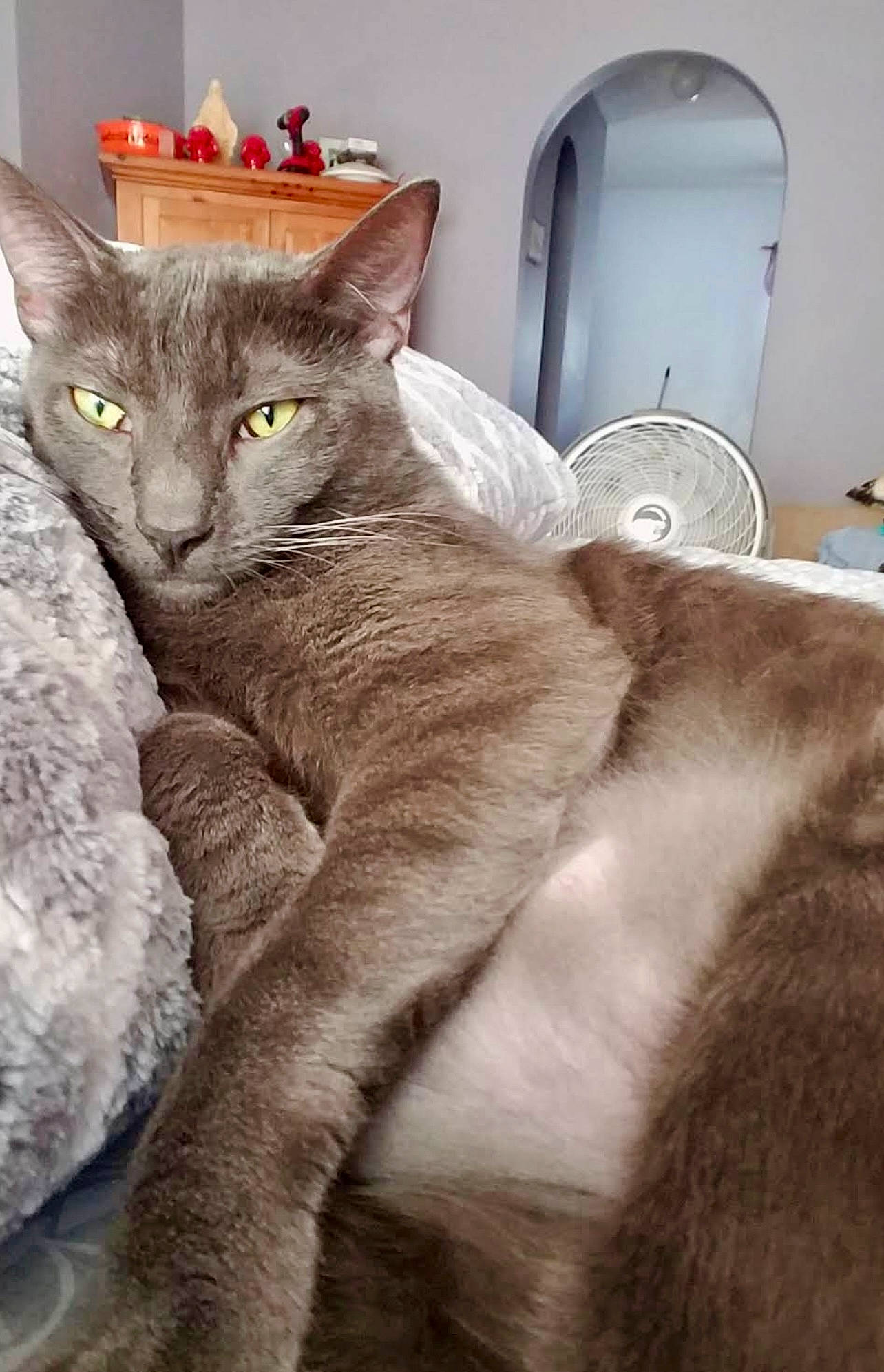 Enzo is registered to the contest to win money with this photo: carnivore, cat, claw, comfort, domestic_short_haired_cat, felidae, fur, grey, paw, sitting, small_to_medium_sized_cats, snout, tail, terrestrial_animal, whiskers, window