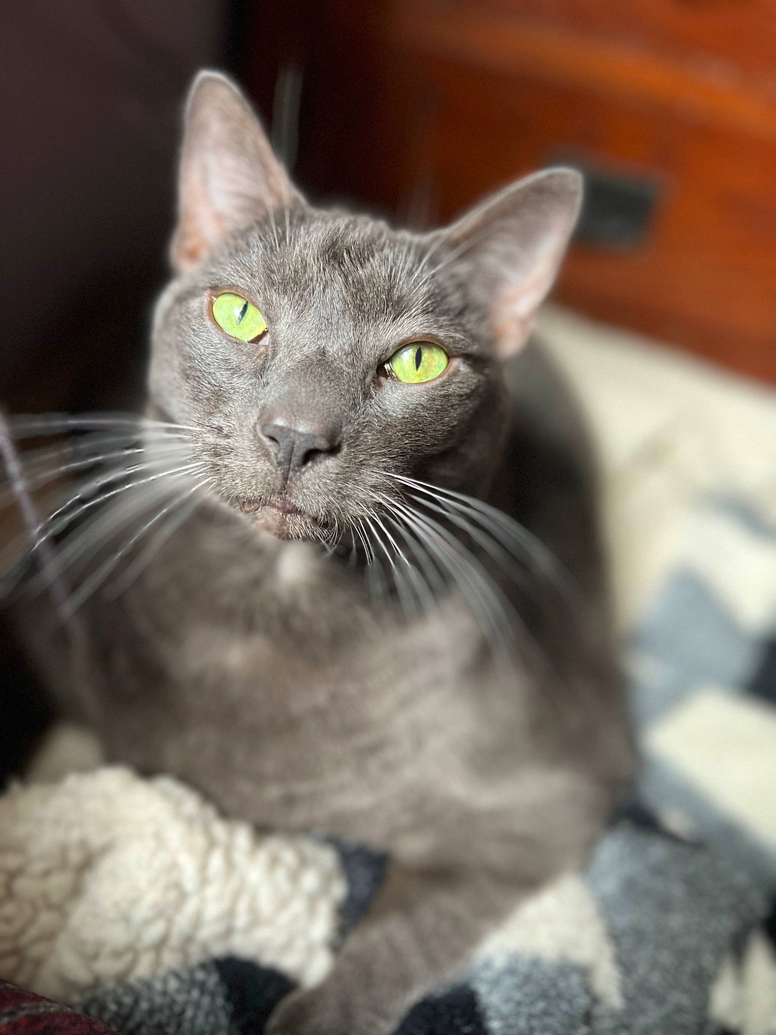 Enzo is registered to the contest to win money with this photo: black_cat, carnivore, cat, cat_supply, cat_toy, claw, close_up, domestic_short_haired_cat, felidae, fur, grey, monochrome_photography, paw, small_to_medium_sized_cats, tail, terrestrial_animal, whiskers, wood