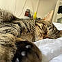 Lyo participe au concours pour gagner de l'argent avec cette photo : cat, tabby, sleeping, paw, bed, white_bed, fur, closeup, indoor, cozy, relaxed, pet, animal, whiskers, striped, cute, domestic_cat, resting, soft, napping