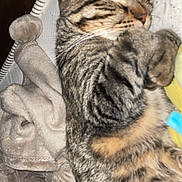 Lyo participe au concours pour gagner de l'argent avec cette photo : cat, tabby, sleeping, cozy, blanket, fur, pet, animal, resting, cute, indoor, soft, whiskers, paw, ears, striped, relaxed, comfort, closeup, nap