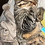 cat, tabby, sleeping, cozy, blanket, fur, pet, animal, resting, cute, indoor, soft, whiskers, paw, ears, striped, relaxed, comfort, closeup, nap