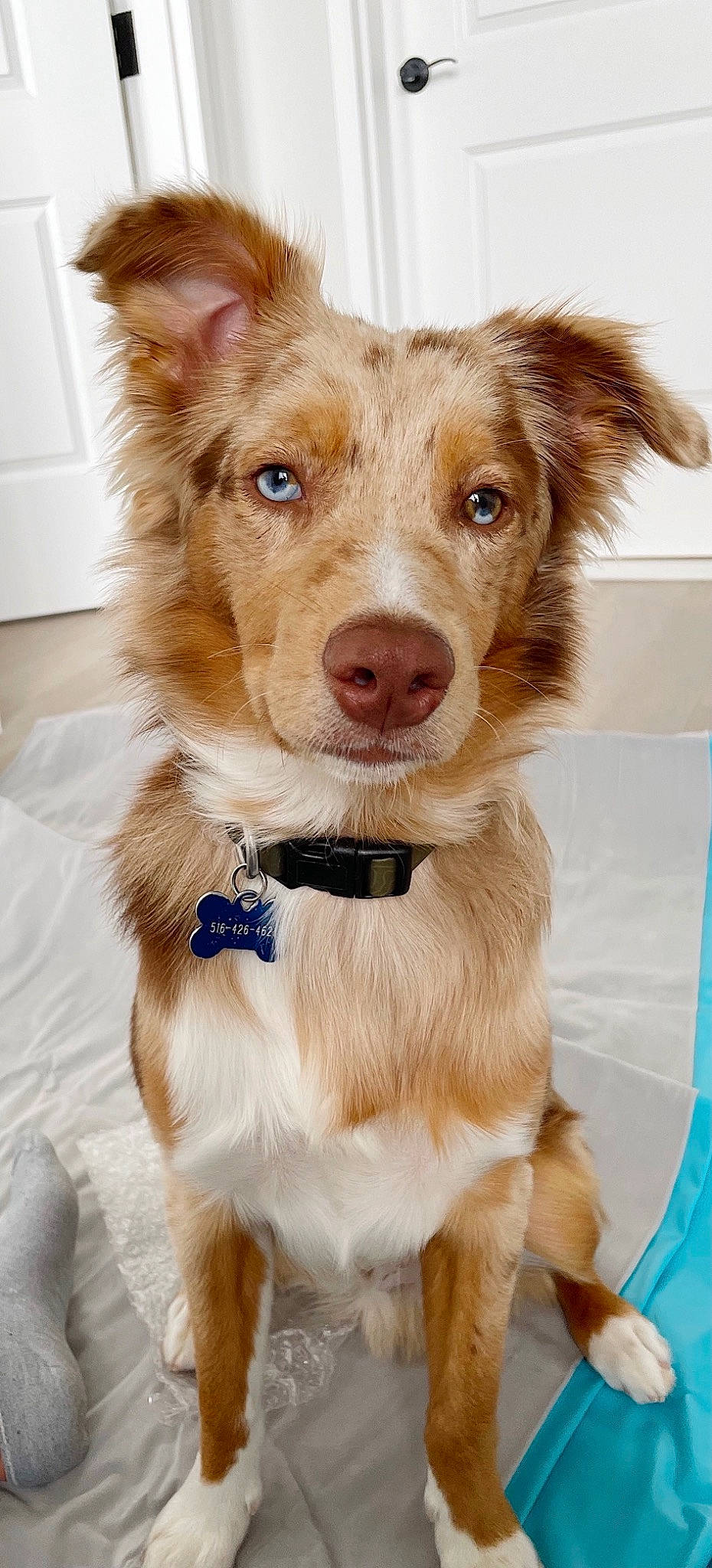 Kodak is registered to the contest to win money with this photo: brown_hair, canidae, carnivore, collar, companion_dog, dog, dog_breed, dog_collar, dog_supply, fashion_accessory, fawn, fur, leash, liver, puppy, snout, sporting_group, whiskers, working_animal, working_dog