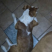 Richard joined the competition — help win amazing prizes! animal, brown, casual, companion, couch, dog, domestic, floor, foot, fur, home, indoor, paw, pet, quiet, relaxing, resting, side_view, tile_floor, white