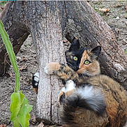 Lisa a rejoint le concours — aidez-le/la à gagner de superbes lots ! cat, calico_cat, feline, pet, green_eyes, paws, fur, whiskers, tree_trunk, bark, roots, ground, leaf, plant, outdoor, nature, cute, curled, sitting, wildlife