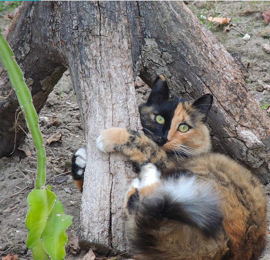 Lisa a rejoint le concours — aidez-le/la à gagner de superbes lots ! cat, calico_cat, feline, pet, green_eyes, paws, fur, whiskers, tree_trunk, bark, roots, ground, leaf, plant, outdoor, nature, cute, curled, sitting, wildlife