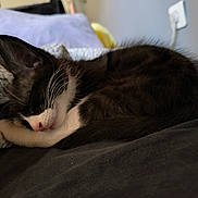 Bounty participe au concours pour gagner de l'argent avec cette photo : abyssinian, animal, armchair, bed, bedroom, blanket, cat, chair, couch, cushion, furniture, homedecor, kitten, linen, manx, person, pet, quilt, siamese, sleeping
