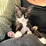 Bounty a rejoint le concours — aidez-le/la à gagner de superbes lots ! abyssinian, accessories, animal, cat, chair, clothing, collar, couch, furniture, homedecor, jewelry, kitten, knitwear, linen, manx, necklace, pendant, pet, siamese, sweater