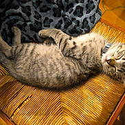 Chuck participe au concours pour gagner de l'argent avec cette photo : kitten, cat, sleeping, striped, tabby, feline, pet, chair, woven_chair, indoor, cozy, resting, fur, collar, animal, cute, domestic_cat, blanket, pattern, relaxation