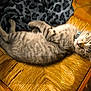 kitten, cat, sleeping, striped, tabby, feline, pet, chair, woven_chair, indoor, cozy, resting, fur, collar, animal, cute, domestic_cat, blanket, pattern, relaxation
