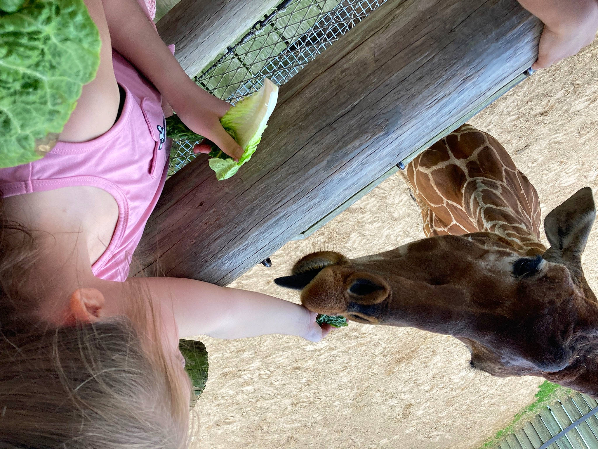 Jacquelyn joined the competition — help win amazing prizes! camelid, cooking, fawn, fun, fur, giraffe, giraffidae, green, landscape, leisure, livestock, person, recreation, snout, table, terrestrial_animal, wildlife, wildlife_biologist, wood, working_animal