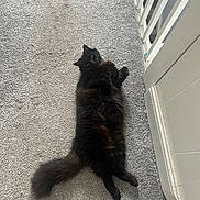Frank Madonna Watson is registered to the contest to win money with this photo: cat, black_cat, fluffy, carpet, indoor, relaxed, pet, animal, feline, tail, paw, fur, looking_back, home, floor, railing, door_frame, quiet, resting, cute
