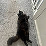 cat, black_cat, fluffy, carpet, indoor, relaxed, pet, animal, feline, tail, paw, fur, looking_back, home, floor, railing, door_frame, quiet, resting, cute