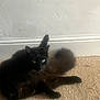 Frank Madonna Watson is registered to the contest to win money with this photo: cat, black_cat, pet, indoor, carpet, wall, fluffy, feline, animal, grooming, paw, tail, eyes, relaxed, resting, home, cute, mammal, domestic_animal, soft_light