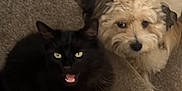 Frank Madonna Watson is registered to the contest to win money with this photo: dog, cat, stairs, carpet, pet, fluffy, black_cat, white_dog, indoor, animal, cute, furry, companion, curious, looking_at_camera, home, cozy, resting, friendship, animal_pair
