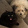 dog, cat, stairs, carpet, pet, fluffy, black_cat, white_dog, indoor, animal, cute, furry, companion, curious, looking_at_camera, home, cozy, resting, friendship, animal_pair