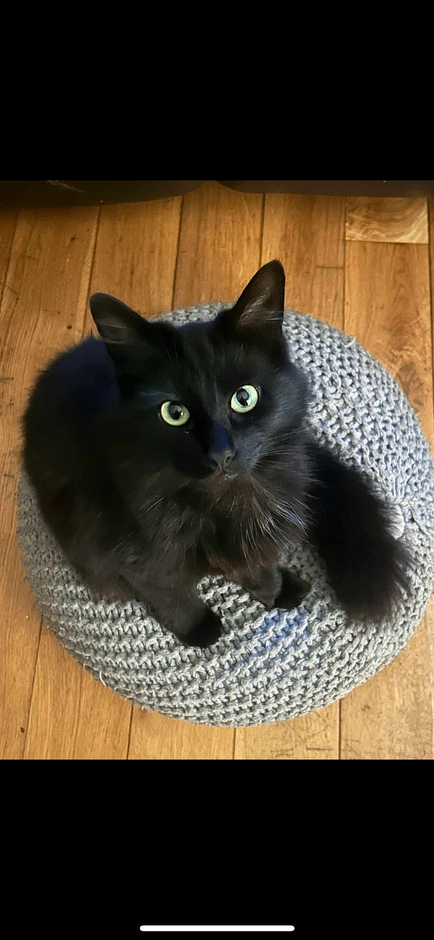 Frank Madonna Watson is registered to the contest to win money with this photo: black_cat, cat, pet, animal, feline, fluffy, green_eyes, knitted_cushion, gray_cushion, wooden_floor, indoor, looking_up, cute, cozy, fur, whiskers, tail, sitting, curious, domestic_animal