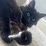 Frank Madonna Watson is registered to the contest to win money with this photo: cat, black_cat, pet, animal, feline, paw, key, carpet, indoor, cute, fluffy, curious, green_eyes, lying_down, mischievous, close_up, fur, whiskers, home, playful