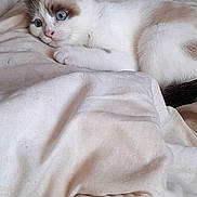 Yumi participe au concours pour gagner de l'argent avec cette photo : kitten, cat, blue_eyes, fluffy, white_fur, gray_markings, lying_down, bed, bedroom, indoor, pet, animal, cute, relaxed, portrait, whiskers, ears, tail, home, cozy
