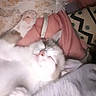 cat, fluffy_cat, white_cat, gray_cat, pet, animal, lying_down, sleeping, relaxed, paws, whiskers, pink_nose, fur, bed, blanket, pillow, bedroom, cozy, indoor, snapchat