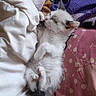 Yumi a rejoint le concours — aidez-le/la à gagner de superbes lots ! kitten, cat, sleeping, fluffy, white_fur, black_fur, pink_nose, paws, belly_up, cozy, bed, blanket, pillow, bedding, indoors, cute, relaxed, nap, portrait, pet