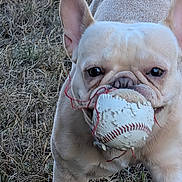Larry is registered to the contest to win money with this photo: dog, french_bulldog, baseball, toy, outdoor, grass, pet, animal, playful, closeup, ears, wrinkles, mouth, cute, light_brown, daylight, focused, fun, active, nature