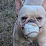 dog, french_bulldog, baseball, toy, outdoor, grass, pet, animal, playful, closeup, ears, wrinkles, mouth, cute, light_brown, daylight, focused, fun, active, nature