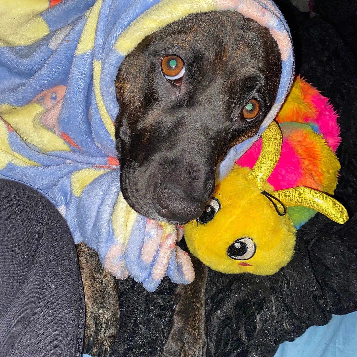 Layla is registered to the contest to win money with this photo: animal, blanket, canine, couch, dog, face, furniture, head, homedecor, hound, labradorretriever, laundry, person, pet, photography, pointer, portrait, puppy, quilt, towel