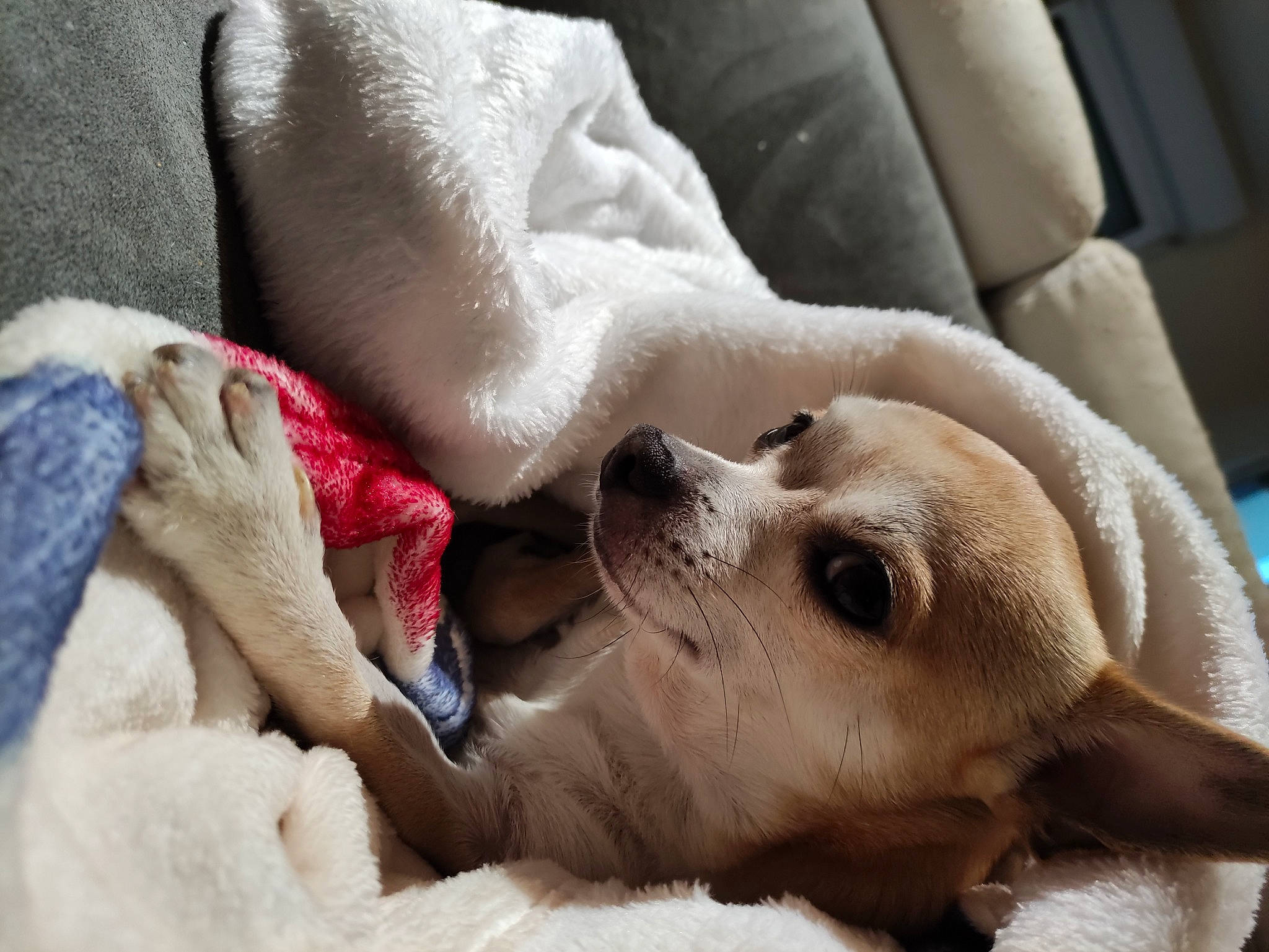 Orphé a rejoint le concours — aidez-le/la à gagner de superbes lots ! canidae, carnivore, comfort, companion_dog, couch, dog, dog_breed, fawn, fur, linens, nap, non_sporting_group, paw, puppy, sleep, snout, sporting_group, whiskers, white, working_animal