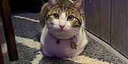 Tito joined the competition — help win amazing prizes! animal, cat, chair, cushion, face, furniture, head, homedecor, indoors, interiordesign, kitten, manx, person, pet, photography, plant, portrait, pottedplant, purple, wood