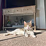 Tito is registered to the contest to win money with this photo: animal, architecture, building, cat, computerhardware, drawer, electronics, entertainmentcenter, furniture, hardware, hardwood, indoors, interiordesign, livingroom, monitor, pet, room, screen, tv, wood