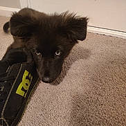 Raven is registered to the contest to win money with this photo: puppy, dog, black_fur, blue_eyes, shoe, sneaker, carpet, indoor, pet, resting, cute, animal, floor, door, close_up, young_dog, furry, domestic_animal, head, lying_down