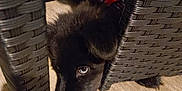 Raven joined the competition — help win amazing prizes! puppy, dog, black_dog, blue_eyes, floor, wood_floor, chair_leg, woven_chair, pet, indoor, curious, cute, animal, young_dog, close_up, looking, furniture, domestic_animal, companion, resting
