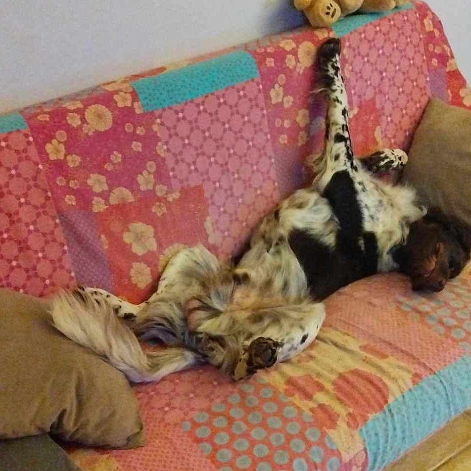 Upe participe au concours pour gagner de l'argent avec cette photo : animal, architecture, building, canine, cat, couch, cushion, dog, furniture, homedecor, hound, indoors, interiordesign, livingroom, person, pet, pillow, puppy, room, sleeping