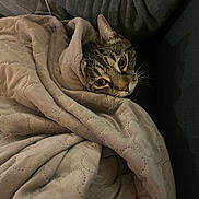 Simba a rejoint le concours — aidez-le/la à gagner de superbes lots ! cat, tabby_cat, blanket, cozy, indoor, pet, snuggled, soft_texture, person, sleeve, dark_clothing, resting, comfort, warmth, fur, whiskers, closeup, face, relaxation, couch