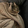 cat, tabby_cat, blanket, cozy, indoor, pet, snuggled, soft_texture, person, sleeve, dark_clothing, resting, comfort, warmth, fur, whiskers, closeup, face, relaxation, couch