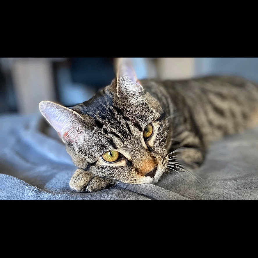 Simba a rejoint le concours — aidez-le/la à gagner de superbes lots ! animal, calm, cat, close_up, cute, domestic_cat, feline, fur_pattern, indoor, lying_down, paw, pet, portrait, relaxed, resting, sleepy, soft_blanket, tabby_cat, whiskers, yellow_eyes