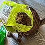 Simba a rejoint le concours — aidez-le/la à gagner de superbes lots ! cat, tabby, plastic_bag, curious, floor, indoor, pet, whiskers, animal, playful, green, striped, sitting, head_in_bag, domestic_cat, feline, flooring, wood, household, cute