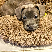 Rio a rejoint le concours — aidez-le/la à gagner de superbes lots ! puppy, dog, bed, fluffy, brown, cute, pet, animal, lying_down, floor, indoors, portrait, young, cozy, fur, canine, closeup, looking_at_camera, soft, resting