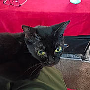 Little One is registered to the contest to win money with this photo: black_cat, cat, green_eyes, indoor, pet, animal, fur, whiskers, tablecloth, mug, glasses, carpet, lap, close_up, feline, domestic_animal, looking_up, household, cozy, curious