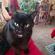 Big Boy joined the competition — help win amazing prizes! black_cat, cat, pet, animal, tongue_out, indoor, home, plant, curtains, red_quilt, furniture, carpet, decor, table, chair, yellow_eyes, whiskers, closeup, cute, cozy