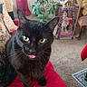 black_cat, cat, pet, animal, tongue_out, indoor, home, plant, curtains, red_quilt, furniture, carpet, decor, table, chair, yellow_eyes, whiskers, closeup, cute, cozy