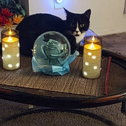 Momma joined the competition — help win amazing prizes! cat, tuxedo_cat, candle, glass_orb, rose, flower, table, mat, indoor, decor, light, glow, plant, flowerpot, carpet, furniture, cozy, black_and_white, still_life, relaxing