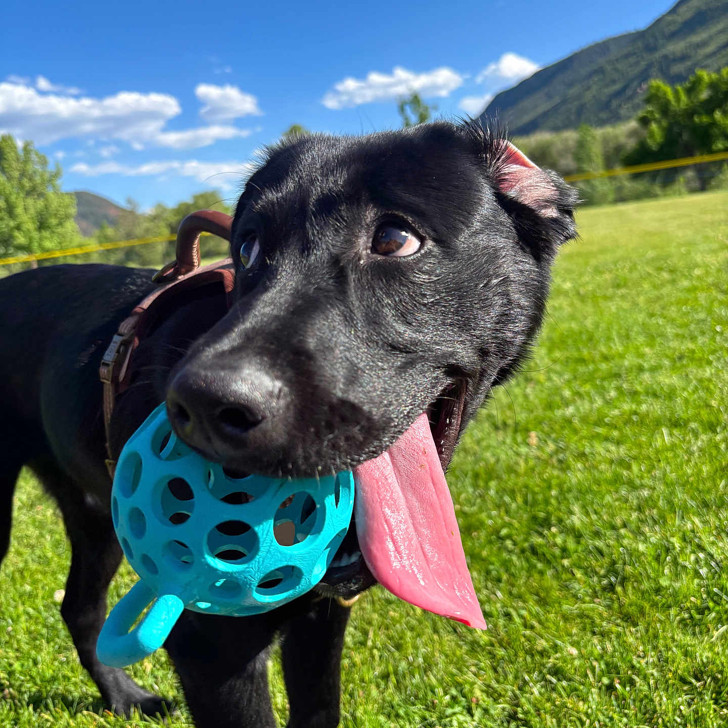 Valak joined the competition — help win amazing prizes! animal, black_dog, blue_ball, canine, closeup, clouds, daytime, dog, grass, happy, leash, mountain, nature, outdoor, pet, playful, sky, sunny, tongue_out, toy